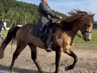 雄馬, Rocky Mountain Horse — 写真 3