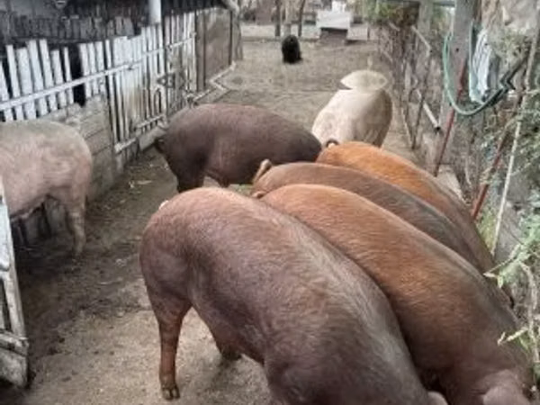 मादा सूअर, 