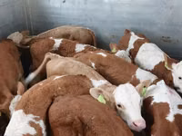 Buqa, Simmental cattle — 1-rasm