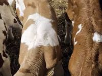 Byk, Simmental cattle — zdjęcie 5