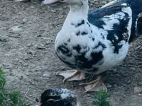 Ducks — foto 2