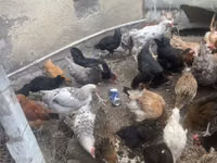 Chickens — zdjęcie 4