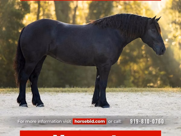 Бие, Percheron
