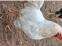 प्लायमाउथ रॉक — फ़ोटो 1