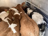 Rinder (Partie, Geschlecht nicht angegeben), Simmental cattle — Foto 2
