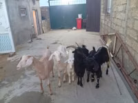 Keçi, Keçiler — foto 1