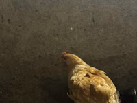 Chickens — foto 5