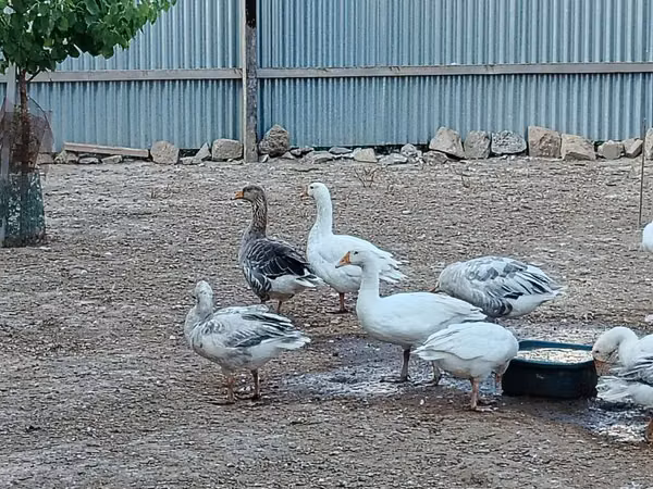 Geese
