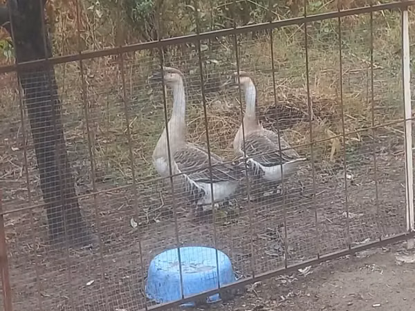 Geese — Azerbaïdjan