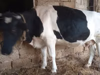 雌牛, Russian Black pied cattle — 写真 5