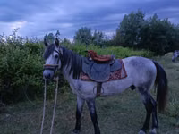 ცხენი, Azerbaijan horse — ფოტო 2