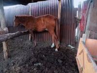 Kůň, Kazakh horse — foto 3