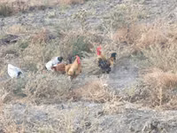 Chickens — Foto 3