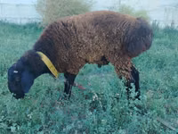 ஆண் ஆடு, Qashqai sheep — புகைப்படம் 1