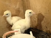 Turkeys — foto 2