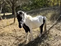 حصان, الخيول — الصورة 2