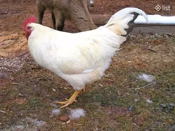 Chickens — Armaniston