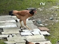 Chickens — الصورة 3