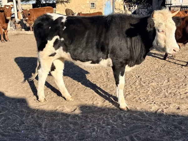 Sigir, Russian Black pied cattle