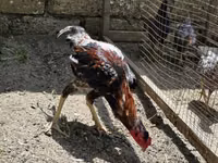Chickens — الصورة 1