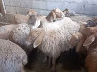 母羊, Arashan sheep — 照片 2