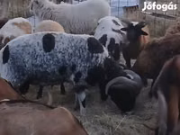 ஆண் ஆடு, Jacob's sheep — புகைப்படம் 2