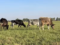 母牛, Cattle — 照片 5