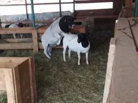 ஆண் ஆடு, Dorper sheep — புகைப்படம் 4