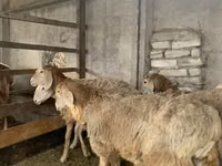 Schaf, Arashan sheep — Foto 8