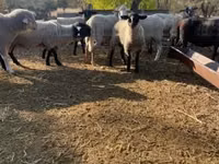 Widder, White Suffolk sheep — Foto 1