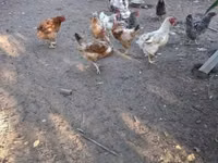 Chickens — फ़ोटो 5