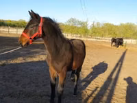 Айғыр, Nonius horse — 2-сурет