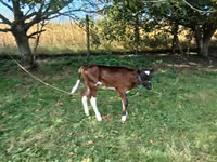بقرة, Simmental cattle — الصورة 2