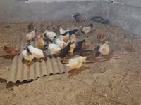 Chickens — foto 1