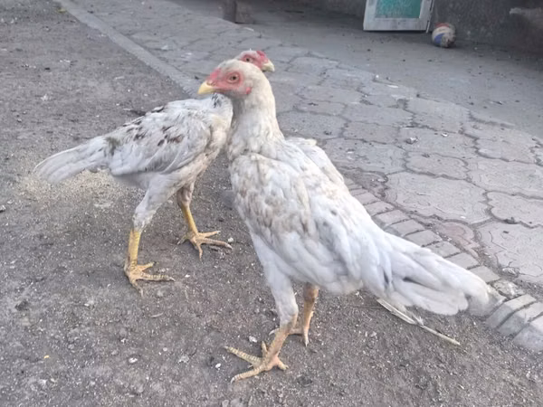 ஷாமோ கோழிகள்