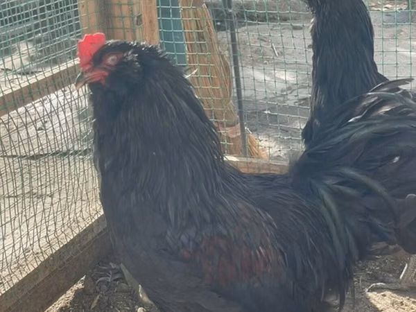 Chickens