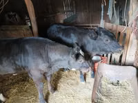 Cow, Limousin cow — photo 2