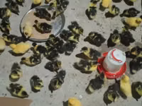 Ducks — foto 3