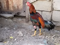 Chickens — foto 1