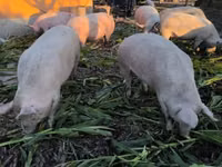 母猪, Pigs — 照片 4