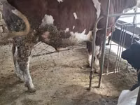 أبقار (دفعة، الجنس غير محدد), Simmental cattle — الصورة 1