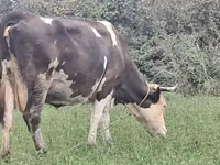 ძროხა, Simmental cattle — ფოტო 1