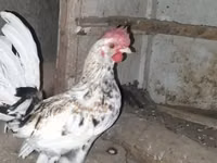 Bantam Japonesa — foto 3