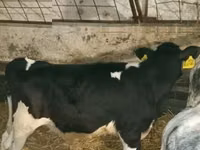 காளை, Russian Black pied cattle — புகைப்படம் 2