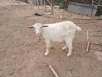 Ешкі, Saanen goat — 2-сурет
