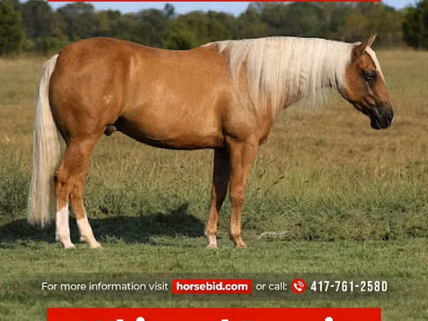 Айғыр, Quarter Horse