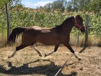 Cavalo, Westphalian — foto 6