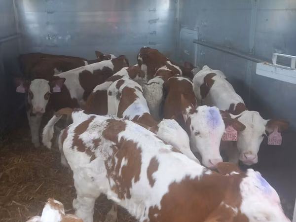 Bovins (lot, sexe non indiqué), Simmental cattle