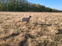 公羊, Shroshire sheep — 照片 5