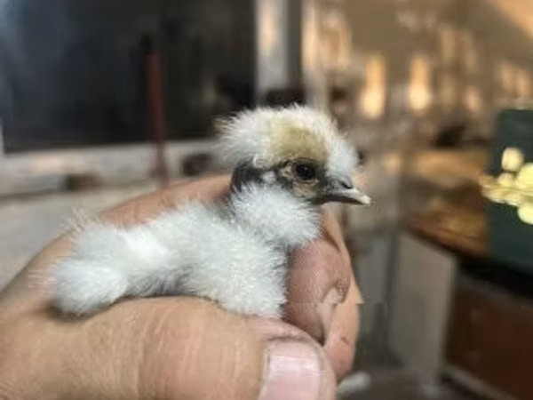 丝羽鸡